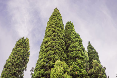 20 MEDITERRANEAN CYPRESS TREE Italian Pencil Pine Cedar Cupressus Sempervirens Stricta Seeds
